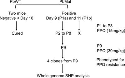 Isolation of Mutants With Reduced Susceptibility to Piperaquine From a Mutator of the Rodent Malaria Parasite Plasmodium berghei